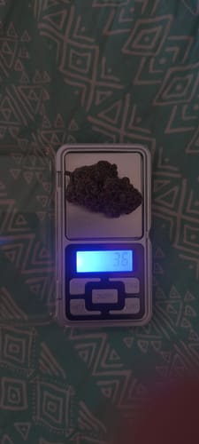 Customer weighing their Biscotti Mintz bud on a digital scale, which reads 3.6 grams, confirming the product weight.