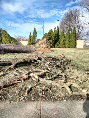 Reviewer's image of a fallen tree in a yard; the Sanding Shop Roll is not visible.