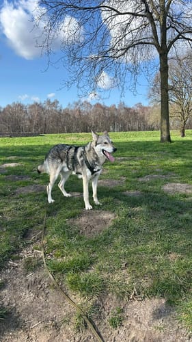 Customer photo review of Escape Proof Dog Harness SAFETY Olive | AnnyX