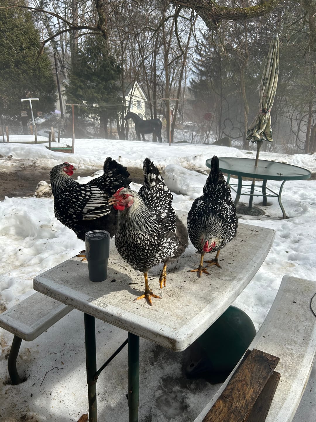 Customer photo review of Nesting Herbs - Natural Support for Clean Coops & Healthy Hens