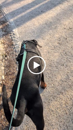 Customer video review of Training Anti Pull TRI-Harness® | M-XL Breeds - Black