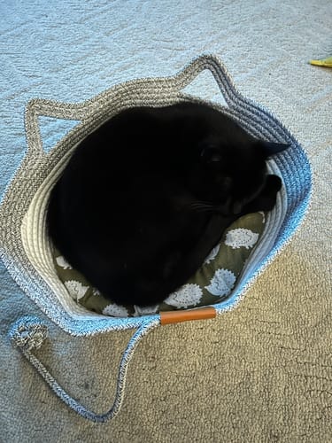 Customer photo review of Instinct Basket | Meet the first research-backed natural territory for indoor cats