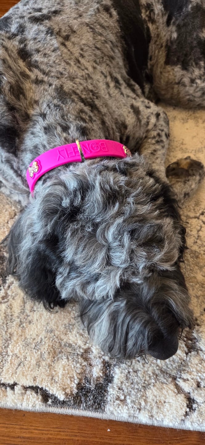 Customer photo review of Boneflex+ Collars Silver