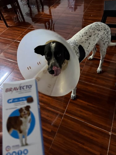 Customer photo review of Bravecto®