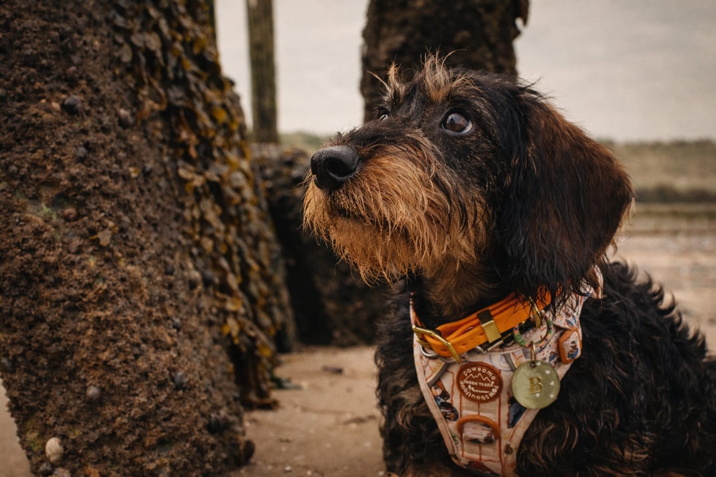 Customer photo review of Paddington™ Tough Trails™ Harness - Peckish Paddington