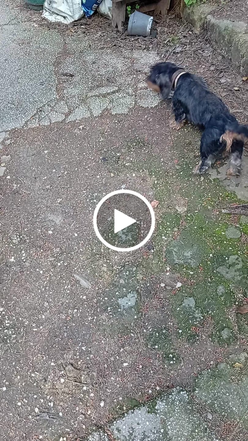 Customer video review of Bastoncini di Aringa (8 pz)