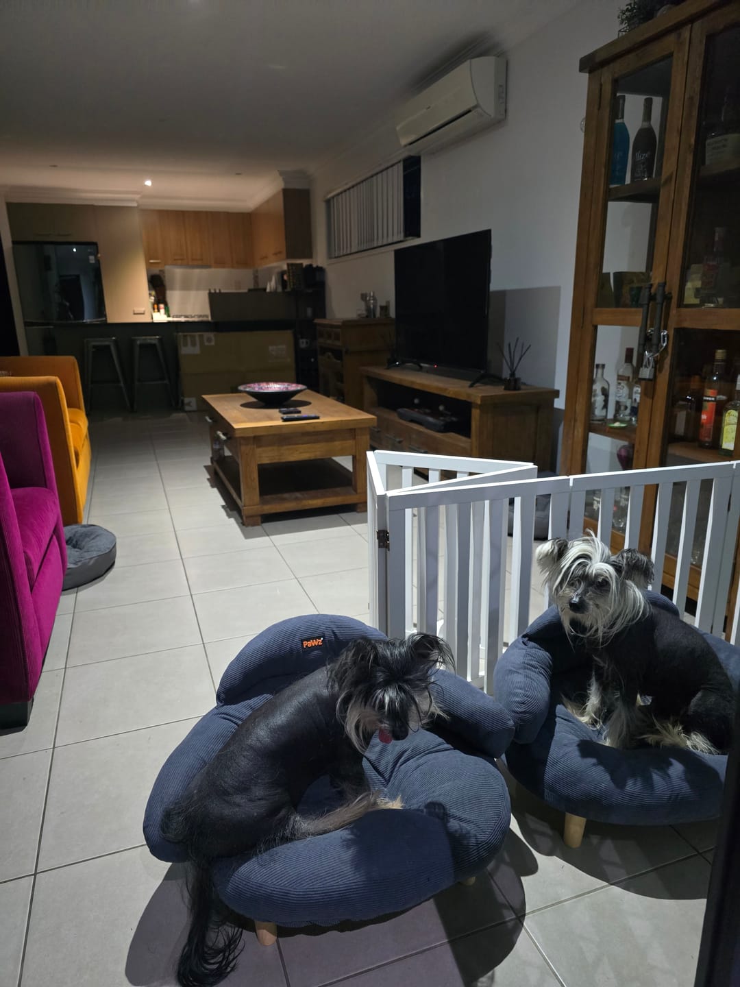 Customer photo review of CloudNest Elevated Pet Sofa Bed