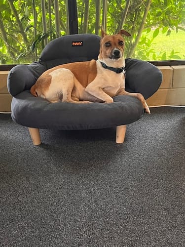 A reviewer's dog lying comfortably on the grey CloudNest Elevated Pet Sofa Bed, looking directly at the camera.