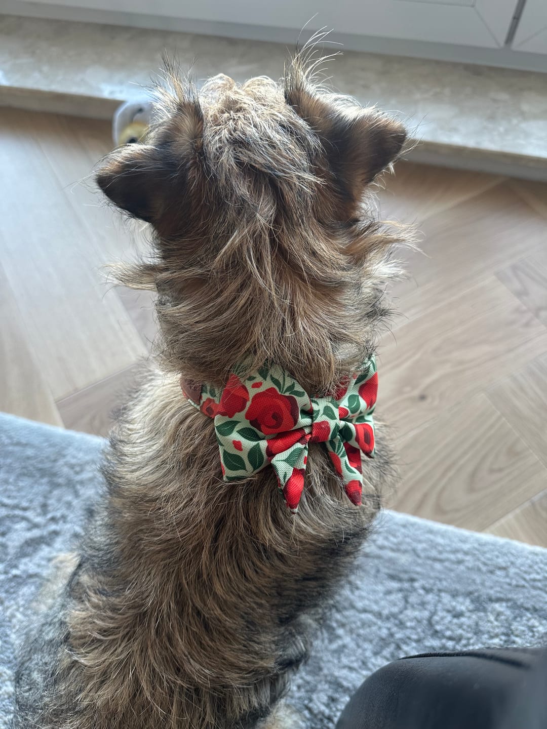 Customer photo review of Mucha dla psa "Poppy"