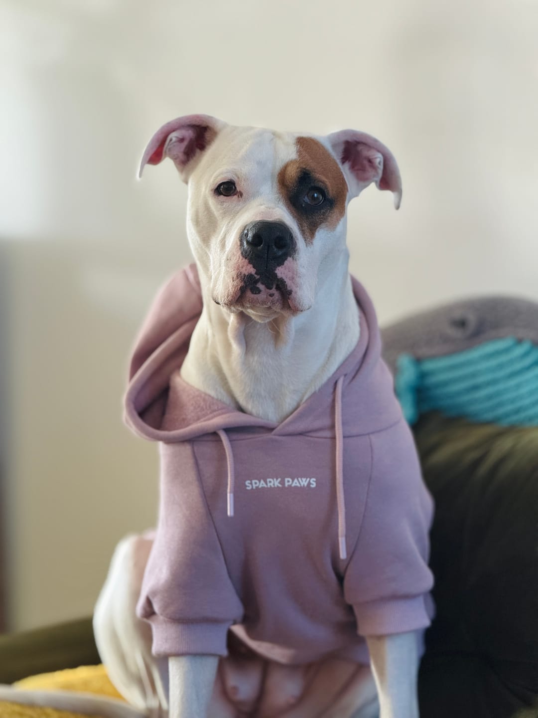 Customer photo review of Essential Dog Hoodies