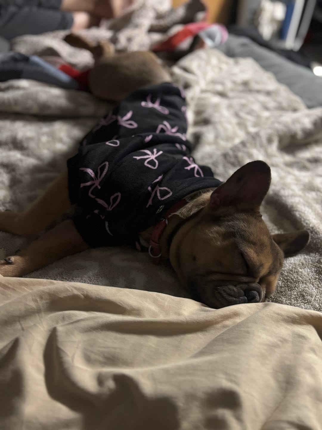 Customer photo review of Coquette Dog Hoodie