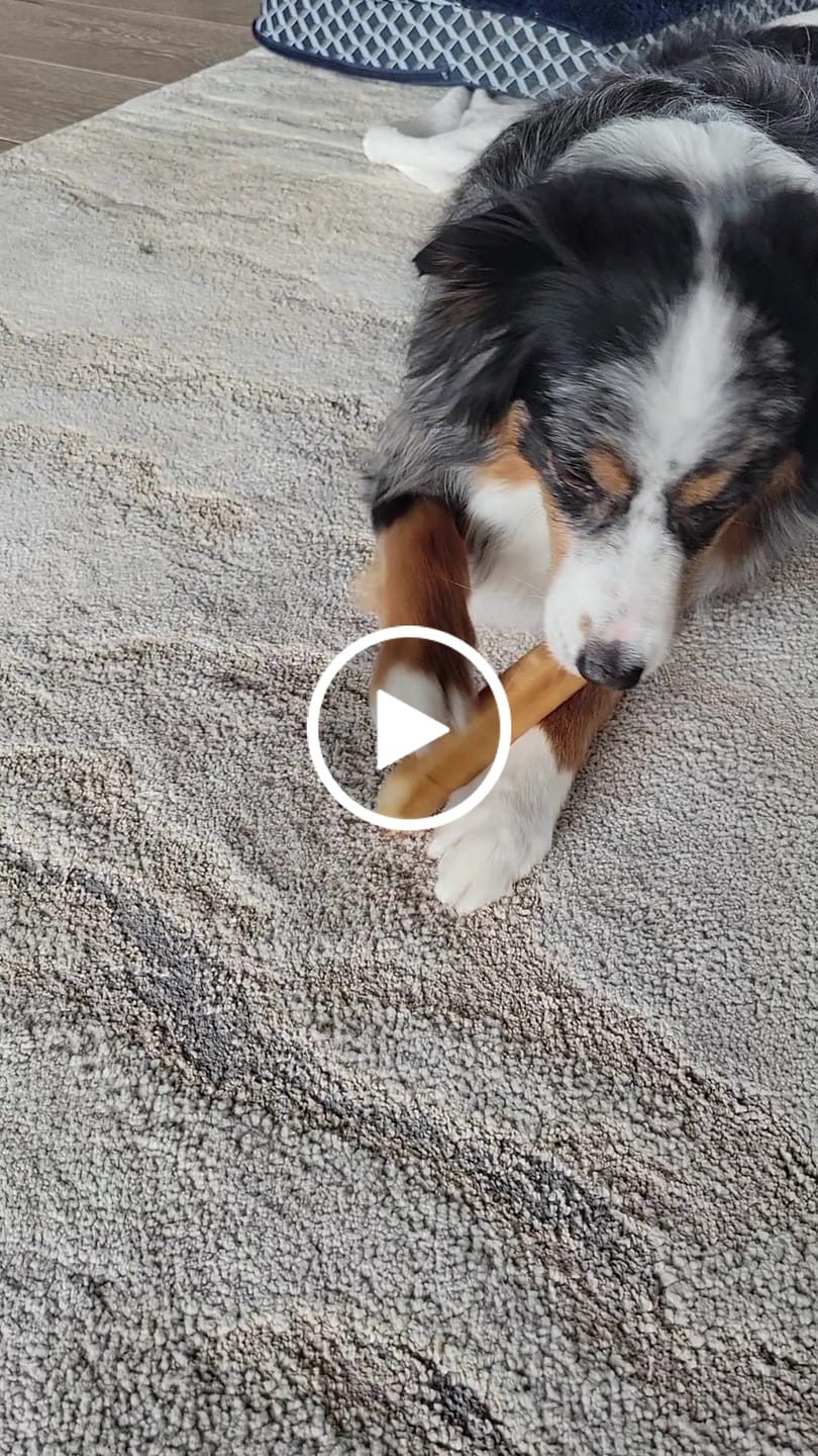 Customer video review of Himalayan Yak Cheese Chew Dog Treat