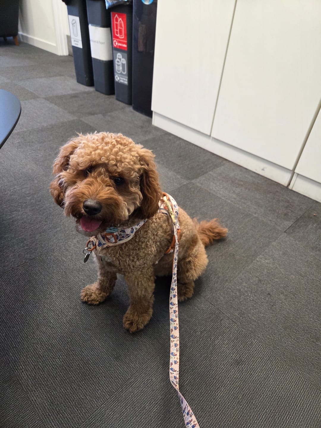 Customer photo review of Paddington™ Tough Trails™ Harness - Peckish Paddington