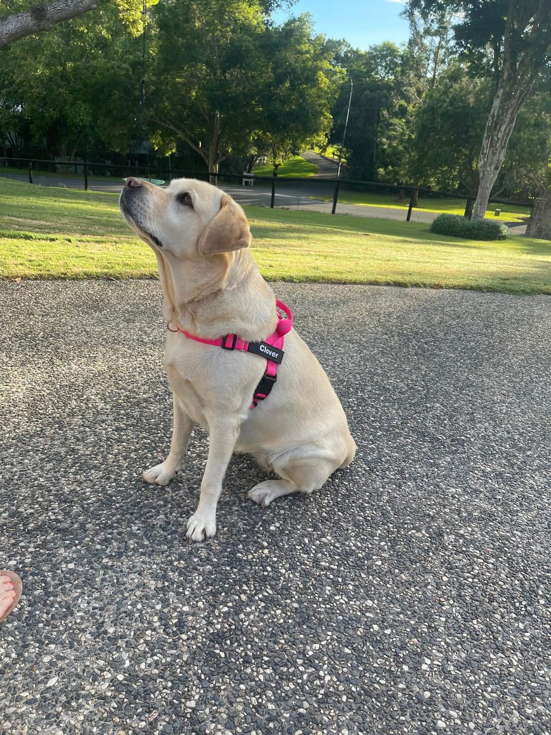 Customer photo review of The Good Dog Harness