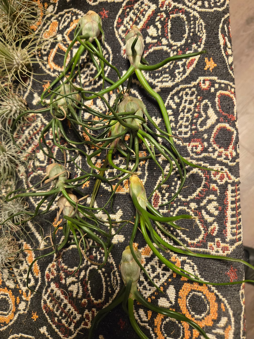Customer photo review of Wholesale Bulbosa Small  (Minimum Order 5)