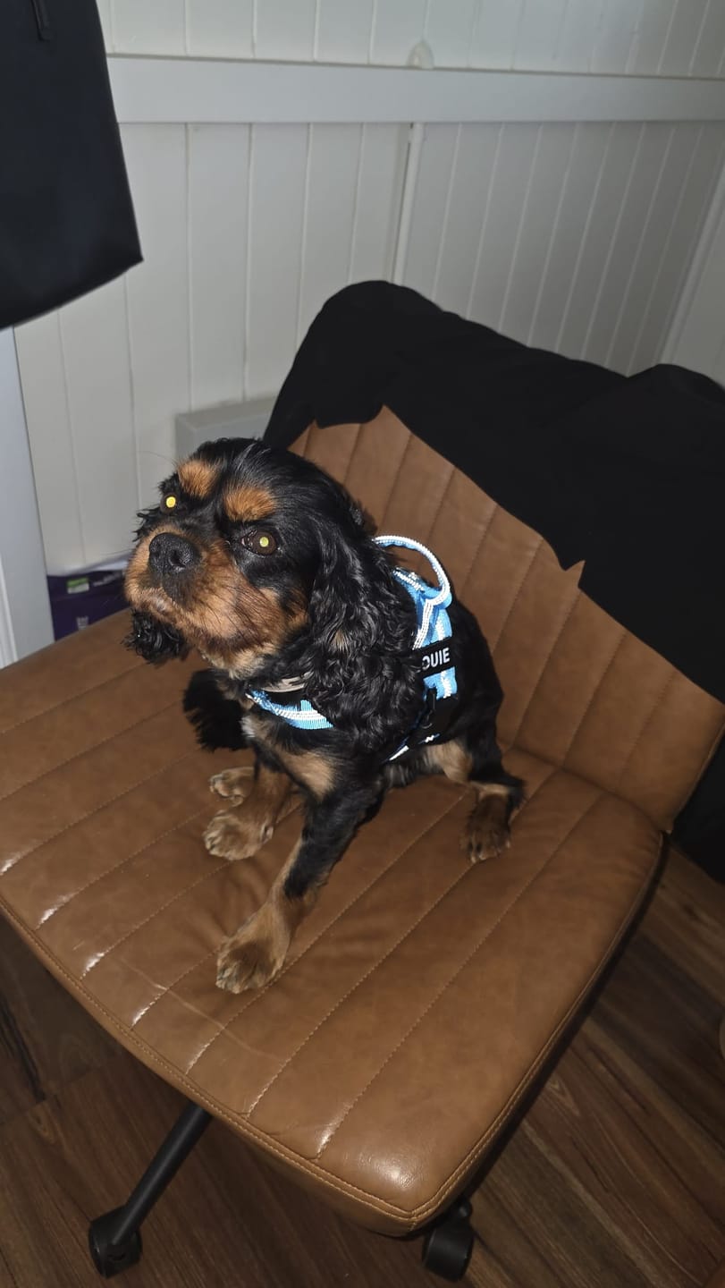 Customer photo review of The Good Dog Harness