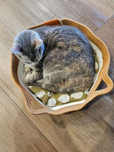 Customer photo review of Instinct Basket | Meet the first research-backed natural territory for indoor cats
