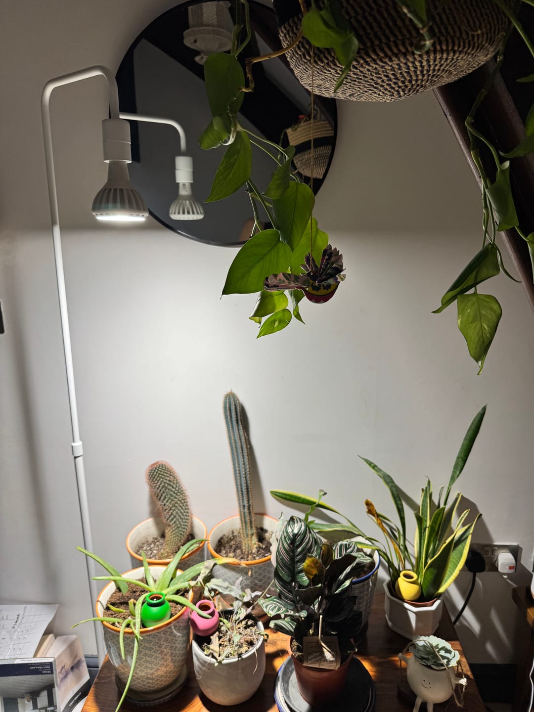 Customer photo review of Pianta Grow Light LED Bulb