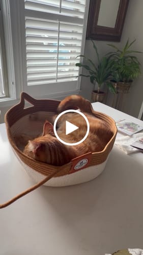 Customer video review of Instinct Basket | Meet the first research-backed natural territory for indoor cats