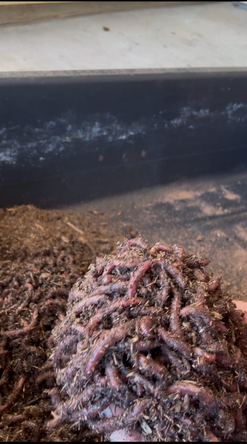 Customer photo review of Red Wigglers Composting Worms