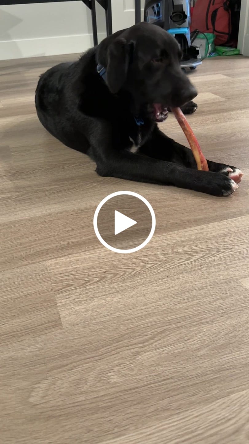 Customer video review of 12 Inch Jumbo Bully Stick
