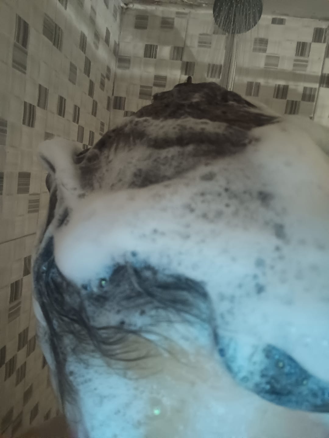 Customer photo review of SHAMPOO  FORTALECEDOR TÉ VERDE & ROMERO