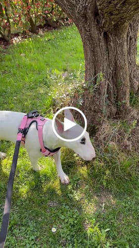 Customer video review of 1.4m Swivel Combat Lead | Anti-Tangle & Secure Clip - Pink