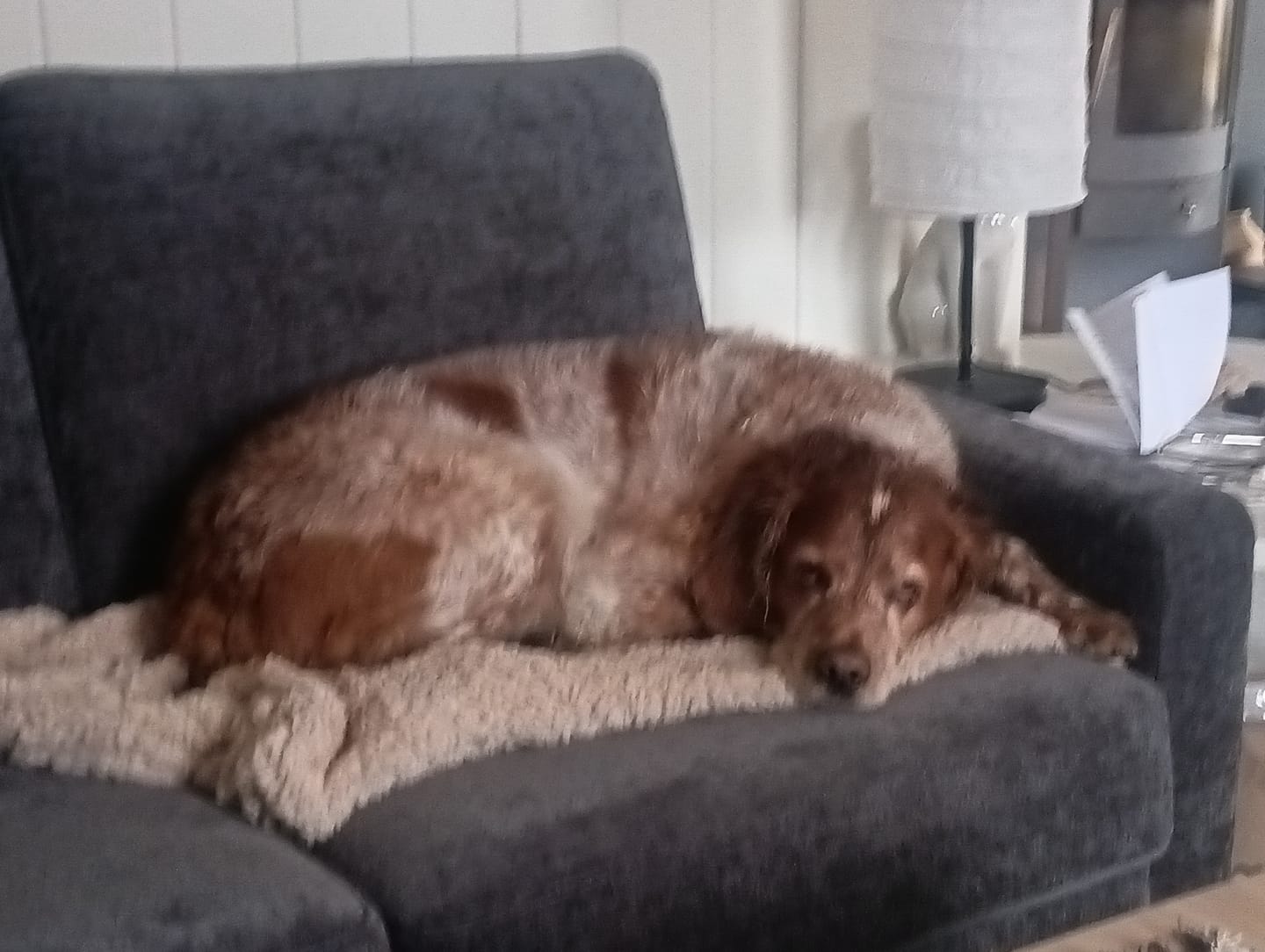 Customer photo review of ComfyRug Teddy hundeteppe