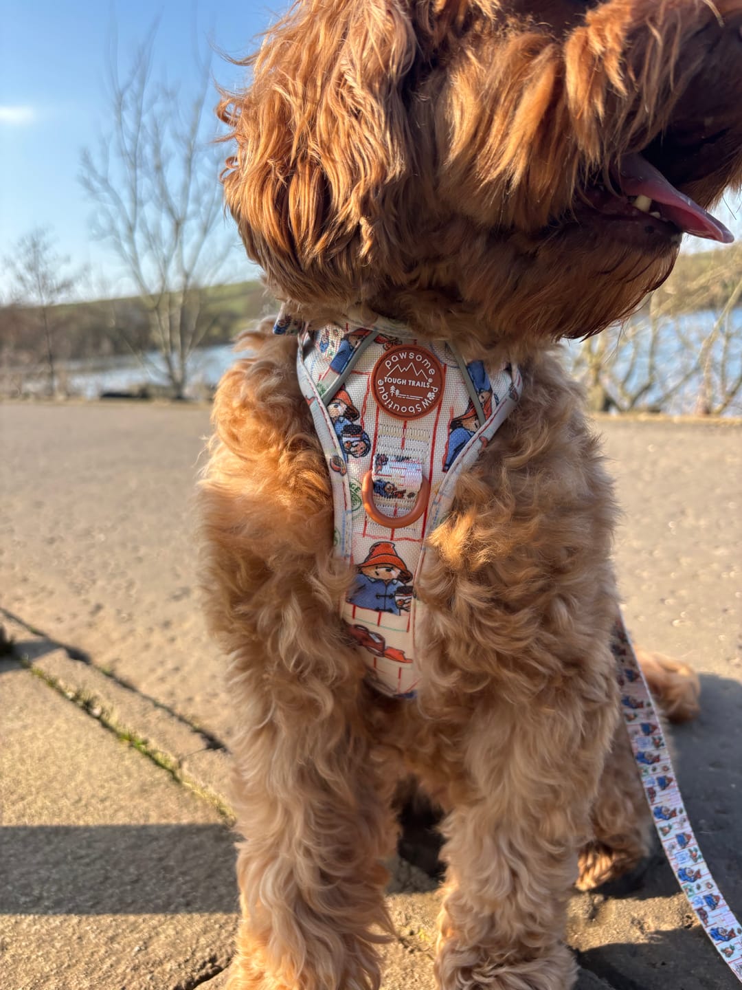 Customer photo review of Paddington™ Tough Trails™ Harness - Peckish Paddington