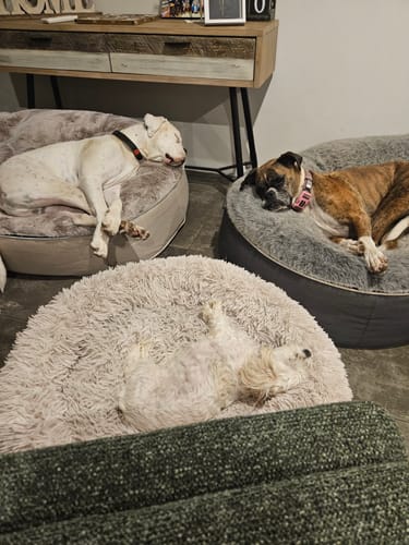 Customer photo review of Large Luxury Dog Bed - Interior/Outdoor