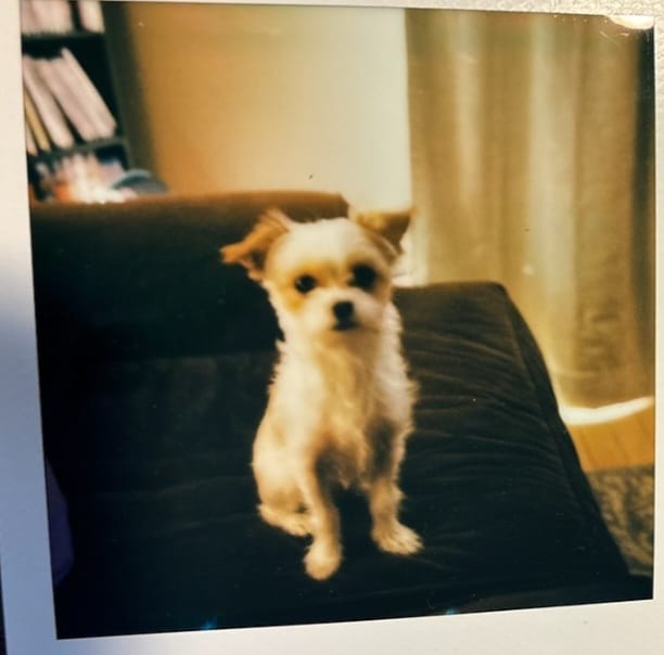 Customer photo review of Polaroid SX-70 to 600 Film Conversion with Repair Service (Non-Autofocus Models)