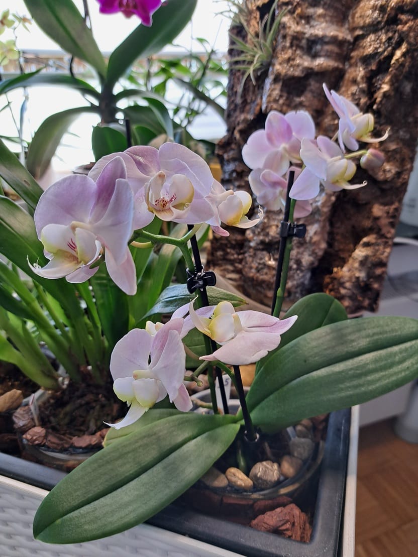 Customer photo review of Table Dance Angel Eyes mit hellrosa Blüten und 2 Rispen