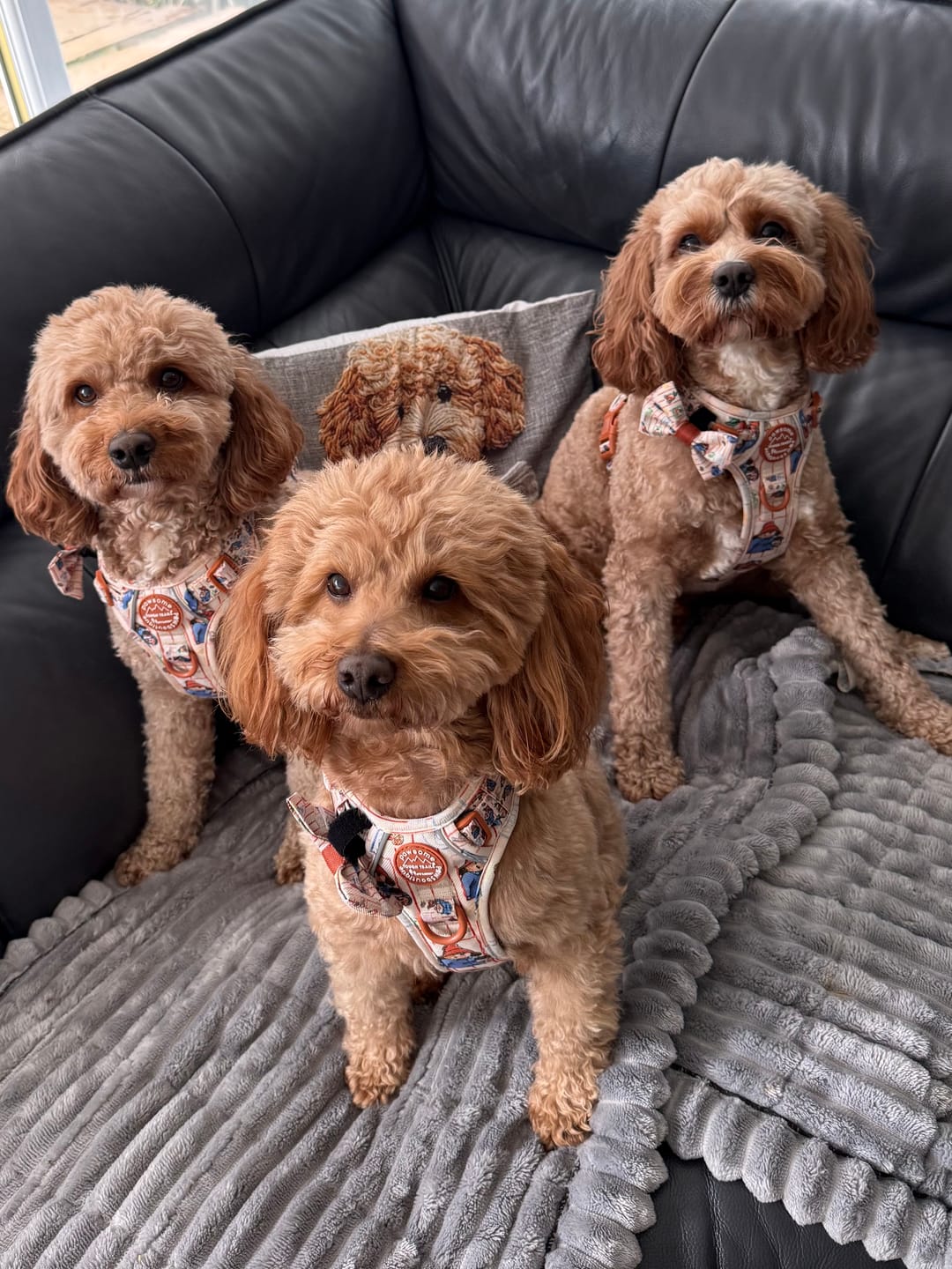Customer photo review of Paddington™ Tough Trails™ Harness - Peckish Paddington