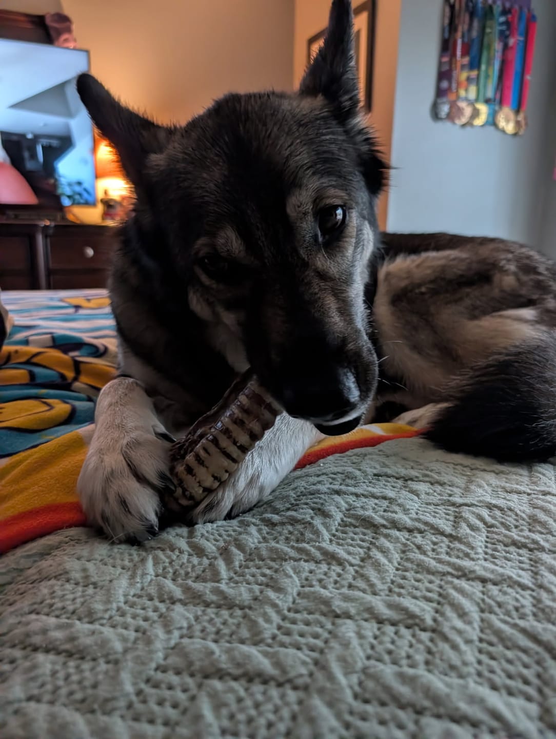 Customer photo review of 12 Inch Beef Trachea