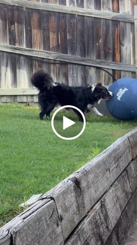 Customer video review of Herding Ball