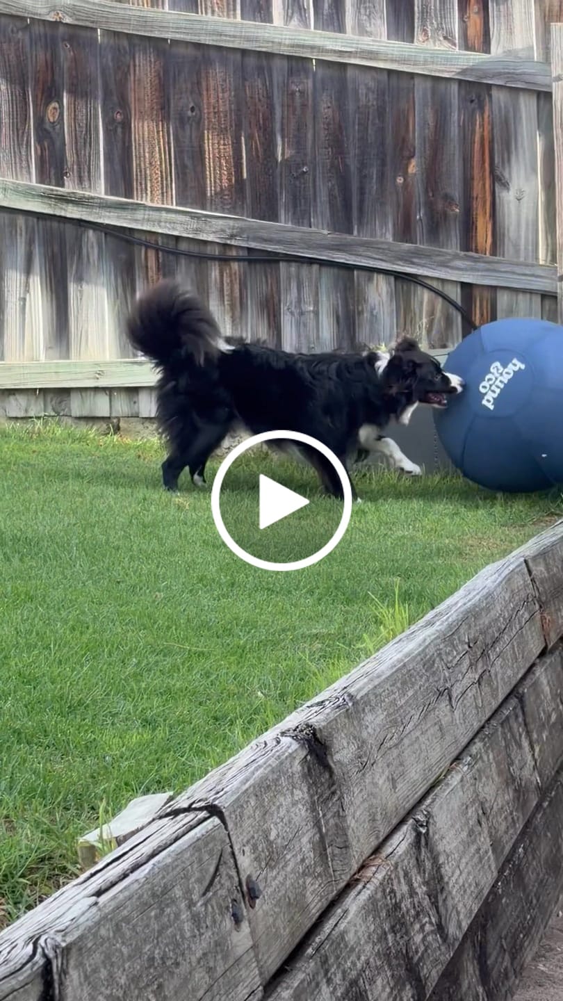 Customer video review of Herding Ball