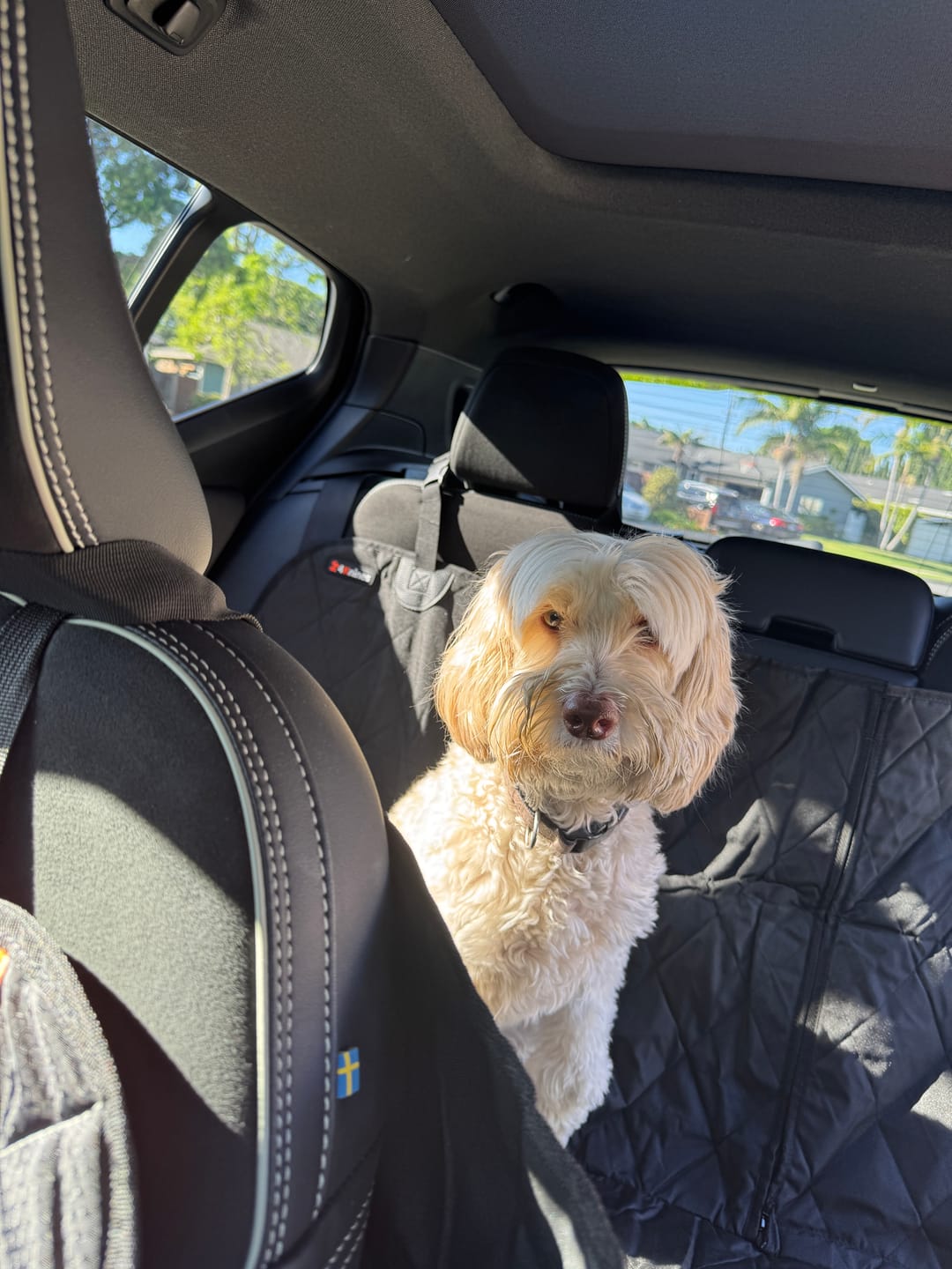 Customer photo review of Dog Rear Seat Cover with Hammock - Regular