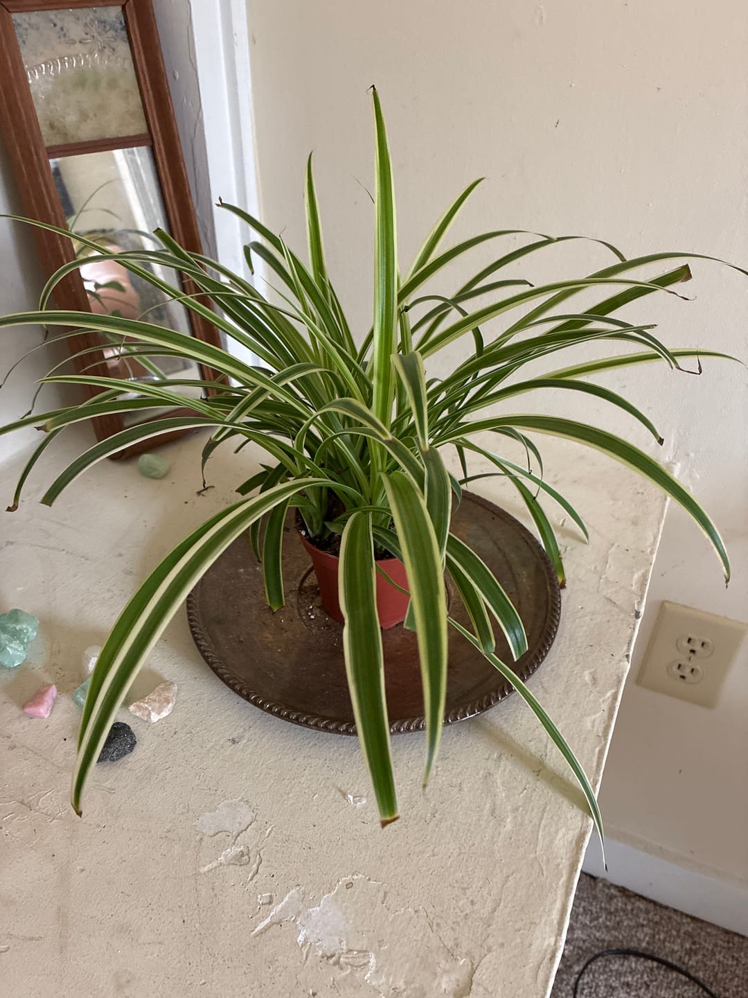 Customer photo review of Spider Plant Chlorophytum comosum