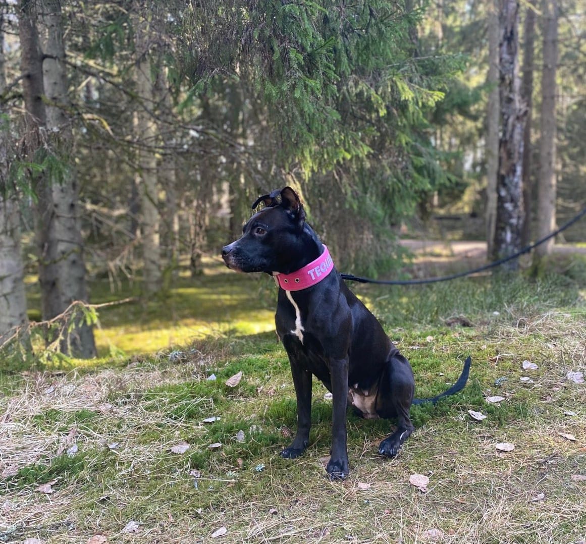 Customer photo review of Hundhalsband med namn