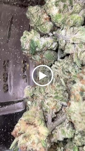 Customer video review of Lemon Gas Mask Light Assist THCA