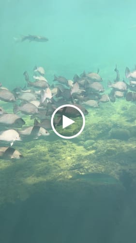 Customer video review of Barry. Wang Grey Paisley Victorian Silk Party Suit Vest Jacquard Tuxedo Waistcoat