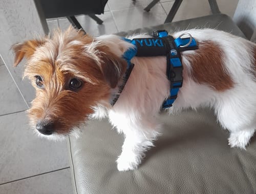 Customer photo review of Anny X FUN harness - Blue/Black - XXS