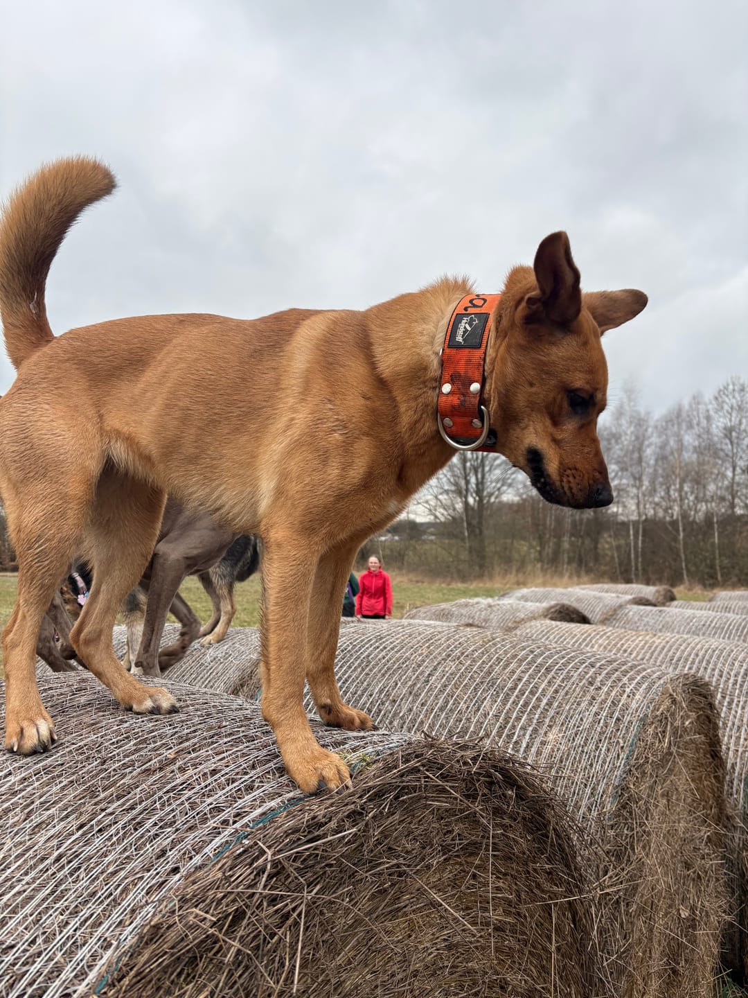 Customer photo review of Smycz z dodatkową rączką - Guard Leash Pomarańczowa
