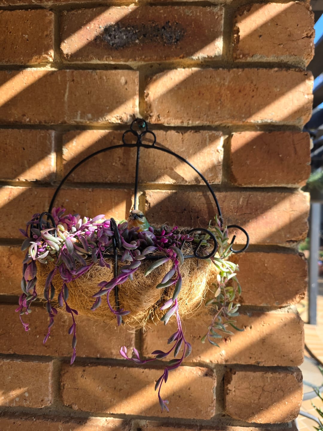Customer photo review of Othonna capensis variegated 'Opal Necklace'