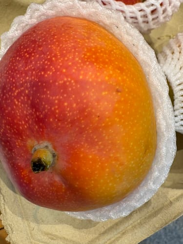 Nahaufnahme einer großen, reifen Kent Mango des Kunden im weißen Schutznetz.