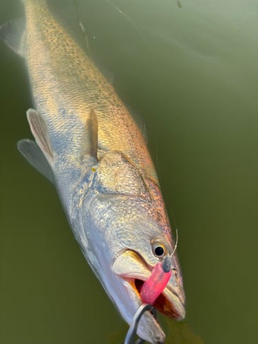 Reviewer's close-up of a large fish caught on the pink Texas Custom Lures soft plastic lure.