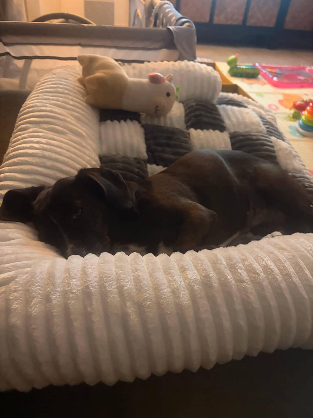 Customer photo review of Camita de Sillón Signature — Su lugar oficial en el sillón