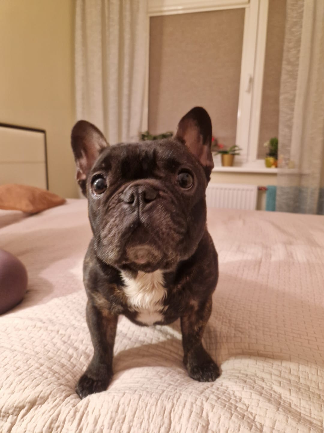 Customer photo review of Active VetDiet Intestinal konservi suņiem