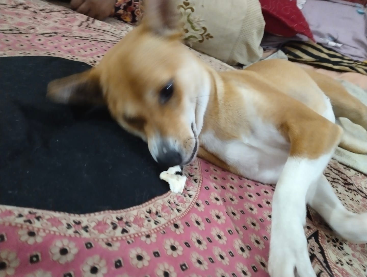 Customer photo review of Cannaking- Hemp Seed Oil For Pets- 50 ml