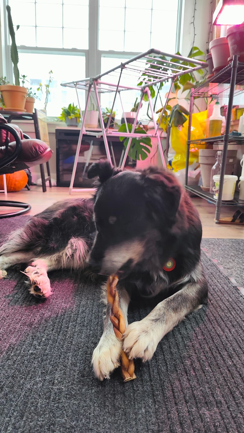 Customer photo review of 12 Inch Standard Braided Bully Stick